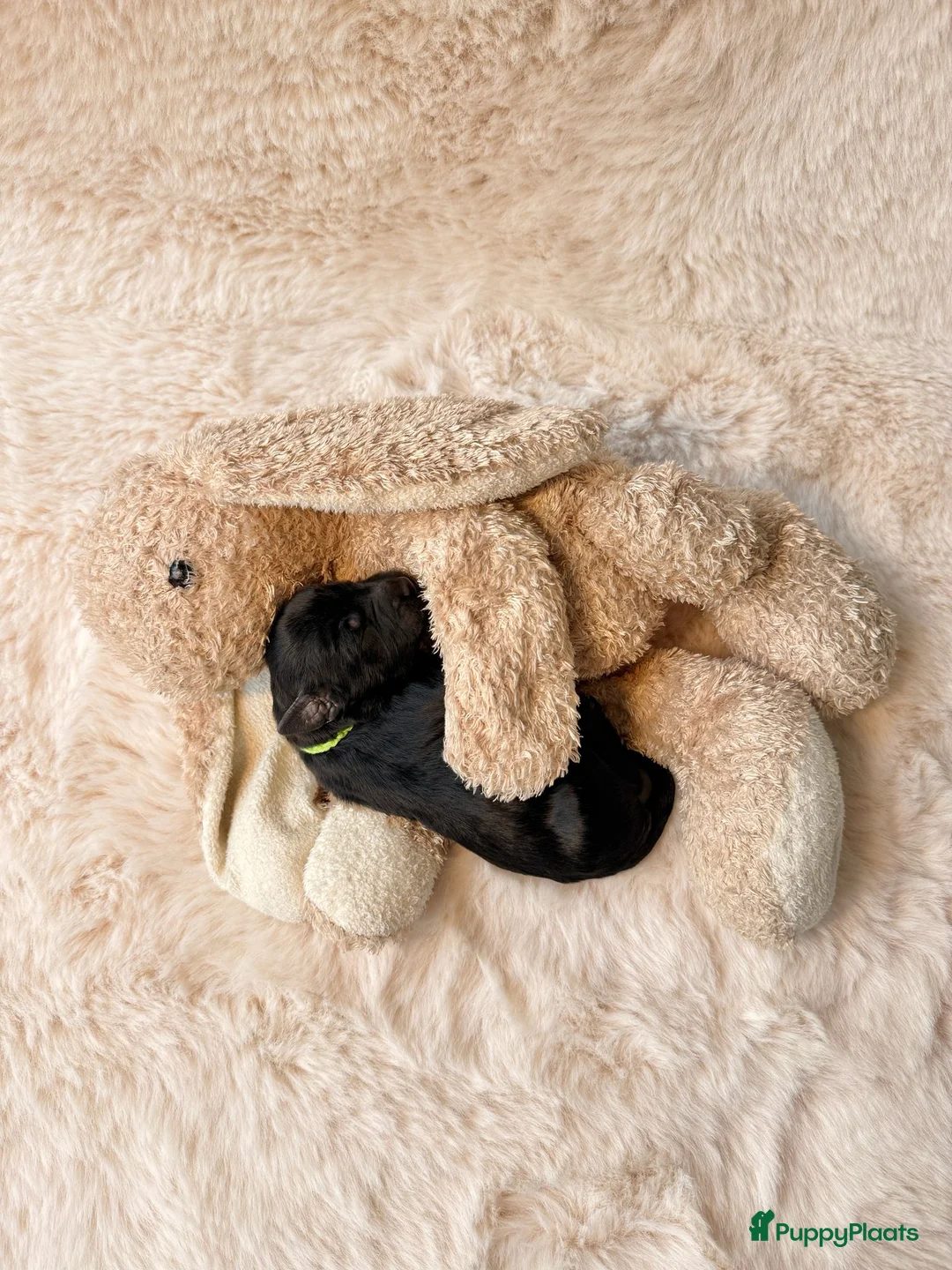 Labradoodle honden te koop: LAATSTE labradoodle pup🩵 - Advertentie 2
