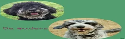 Bernedoodle honden te koop: unieke Bernedoodle pups - Advertentie 2