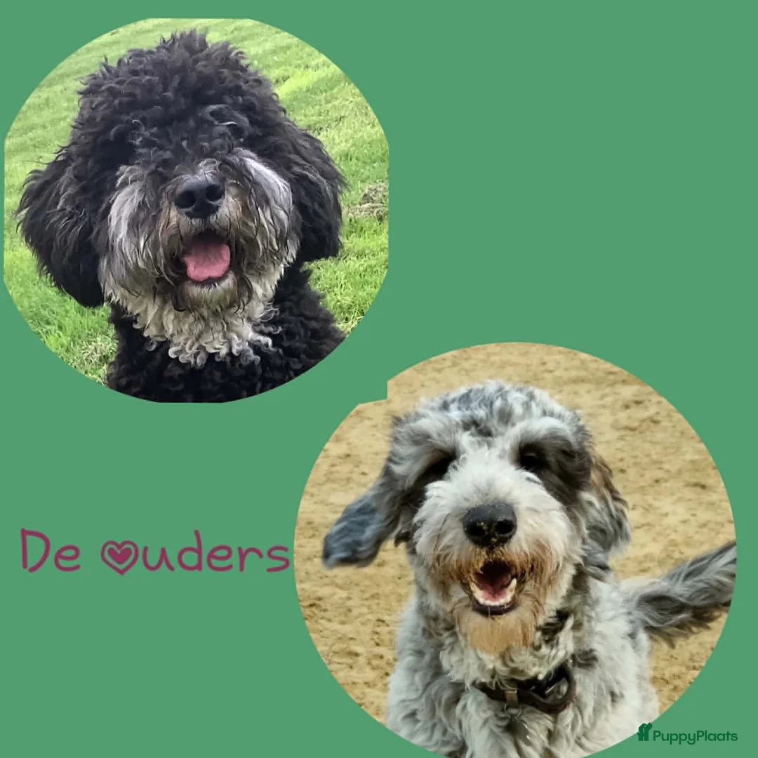 Bernedoodle honden te koop: unieke Bernedoodle pups - Advertentie 2