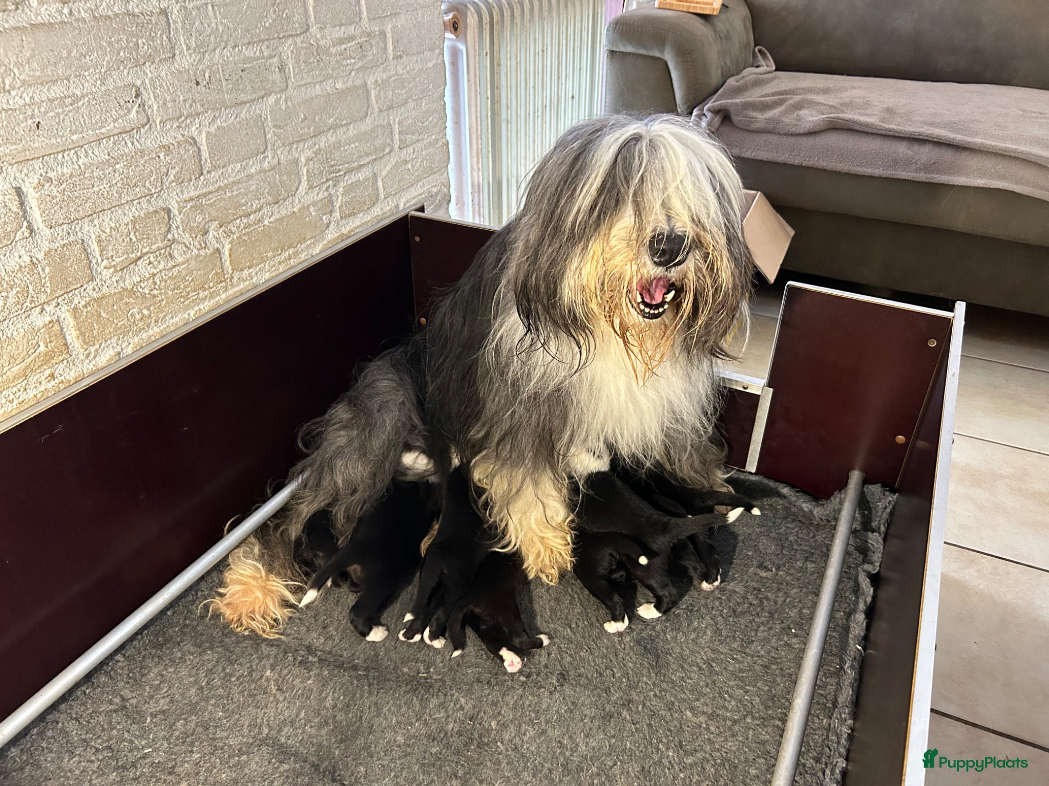 Bearded Collie honden Prachtige en lieve Bearded Collie pups  - Advertentie 2