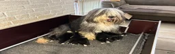 Bearded Collie honden te koop: Prachtige en lieve Bearded Collie pups  - Advertentie 12