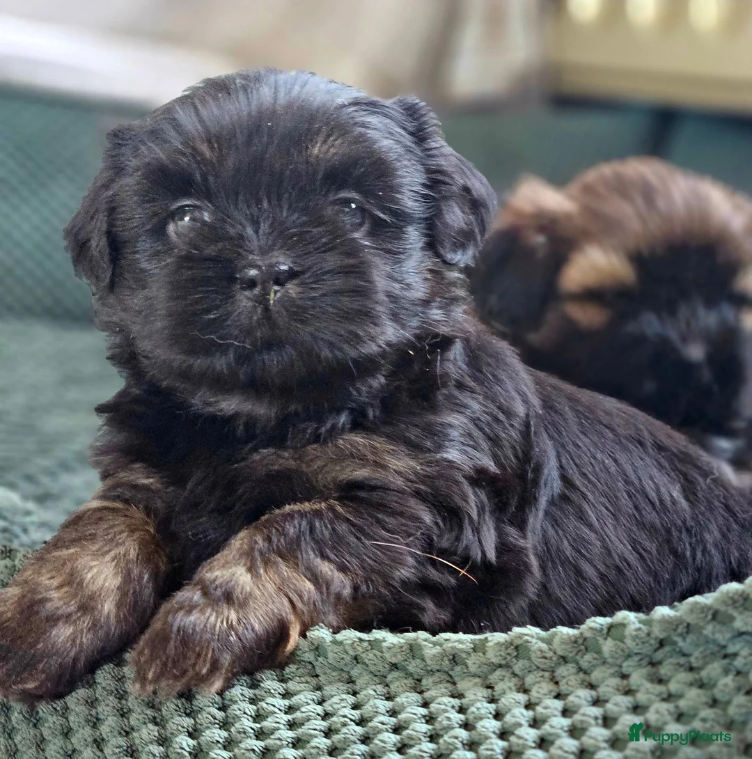 Shih Tzu honden te koop: Raszuivere Shihtzu pups - Advertentie 1