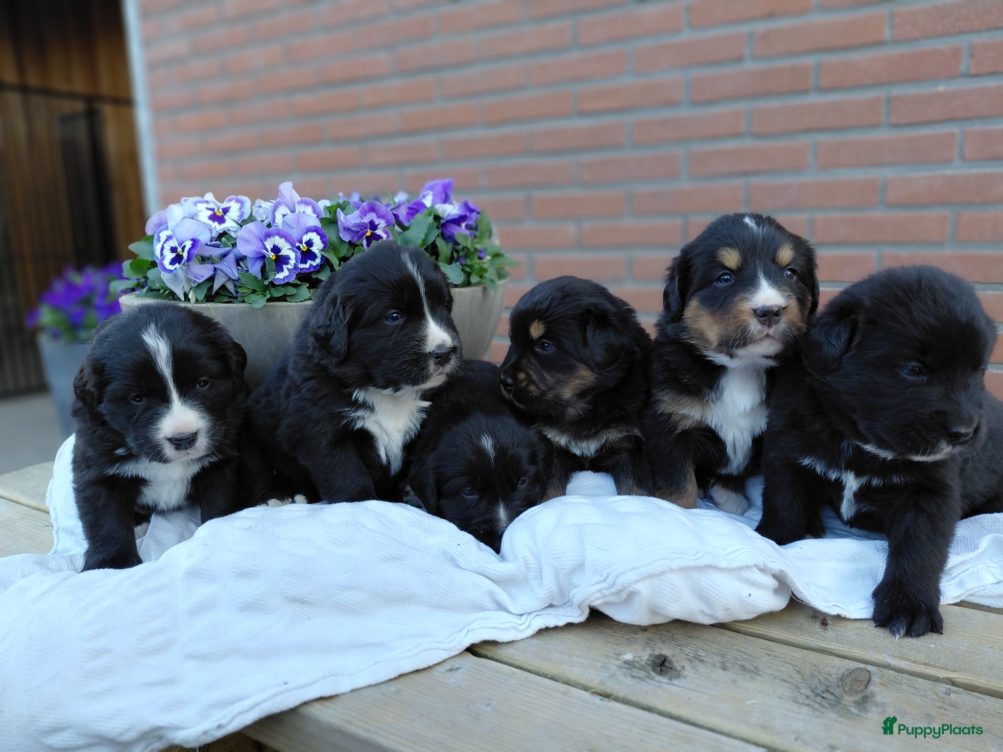 Kruising honden Lieve pups 3/4 Berner en 1/4 Labrador  - Advertentie 1