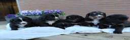 Kruising honden te koop: Lieve pups 3/4 Berner en 1/4 Labrador  - Advertentie 1
