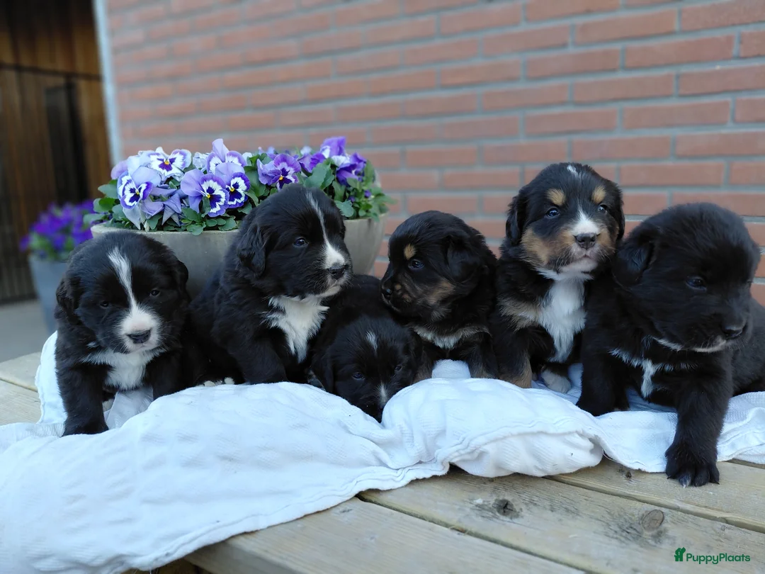 Kruising honden te koop: Lieve pups 3/4 Berner en 1/4 Labrador  - Advertentie 1