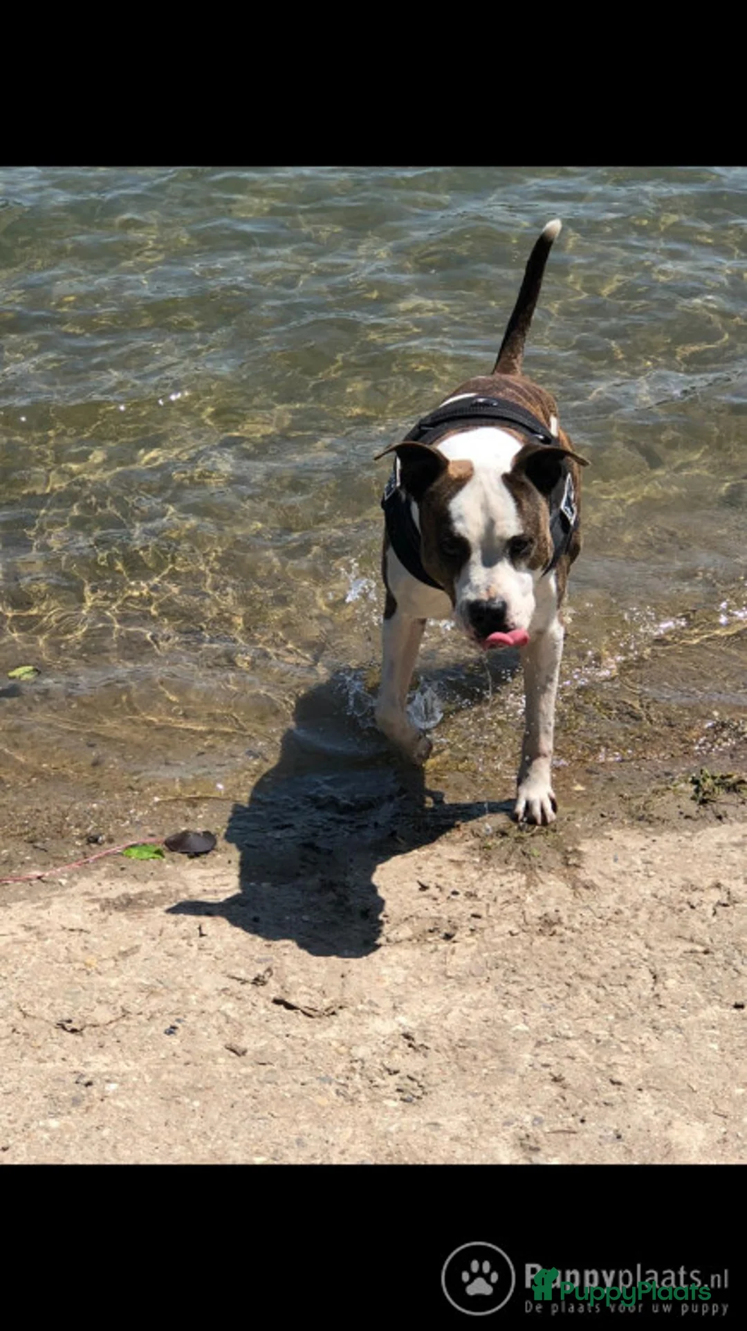 American Staffordshire Terriër honden ter dekking: americaanse stafford reu ter beschikking (shertogenbosch) in Nijkerk - Advertentie 2