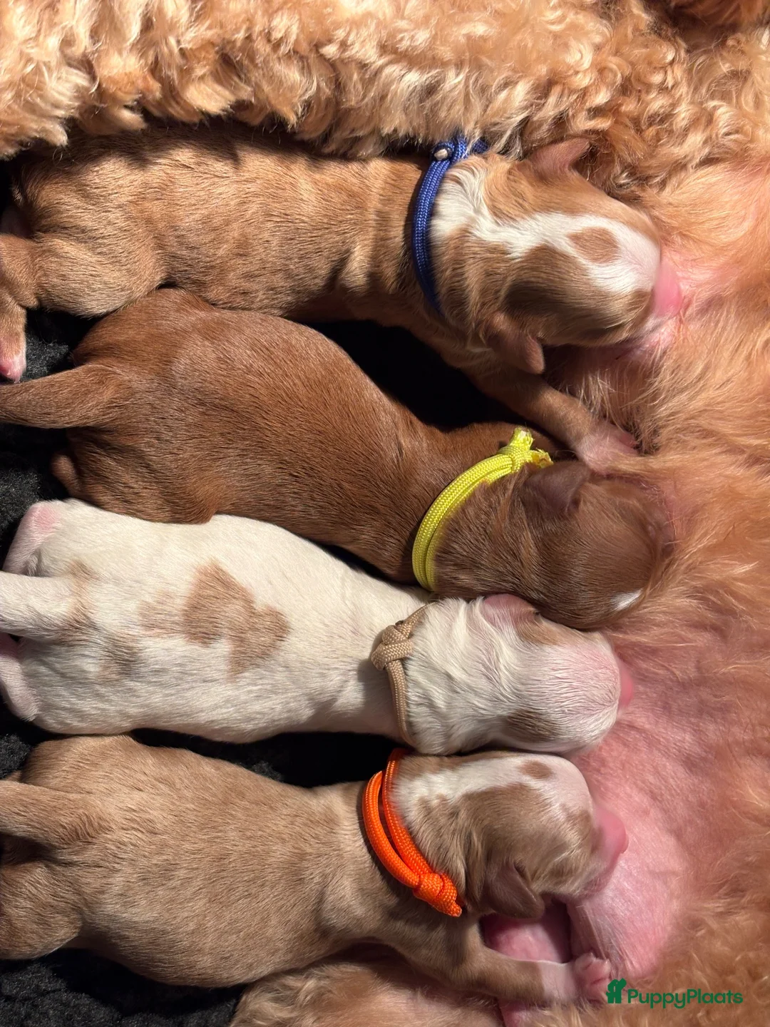 Australian Labradoodle honden te koop: Lieve en knappe australian labradoodle pups - Advertentie 2