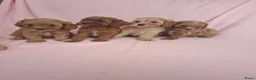 Cavapoo honden te koop: cavapoo puppen beschikbaar - Advertentie 6
