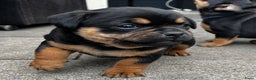 Dwergpinscher honden te koop: Carlin Pinscher Puppy’s te koop - Advertentie 7