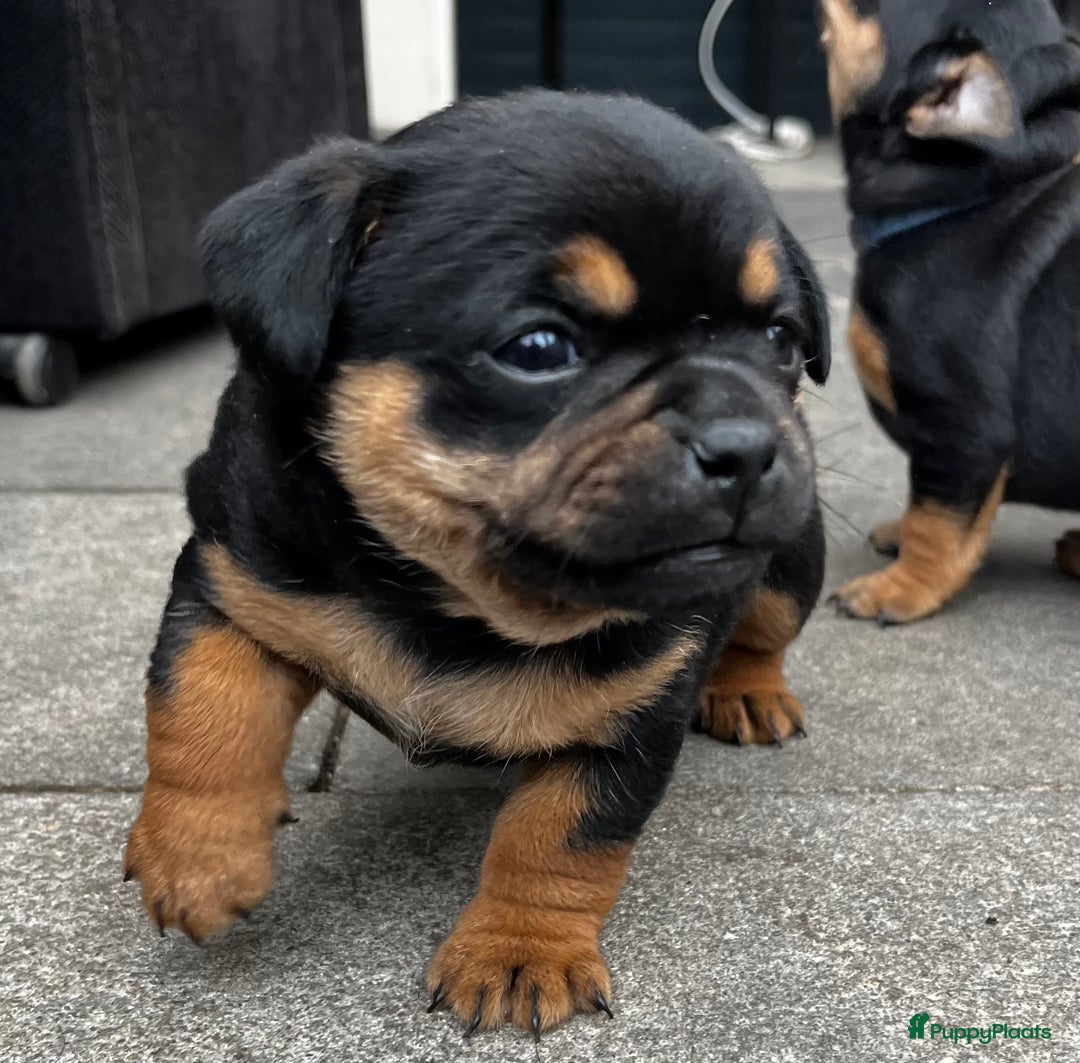 Dwergpinscher honden te koop: Carlin Pinscher Puppy’s te koop - Afbeelding 27