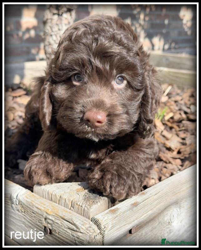 Kruising honden Boompoo middelslag pups. Poedel x Boomer - Advertentie 2