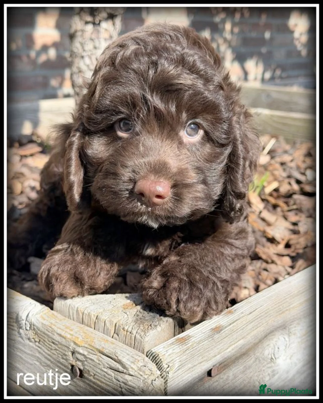 Kruising honden te koop: Boompoo middelslag pups. Poedel x Boomer - Advertentie 2