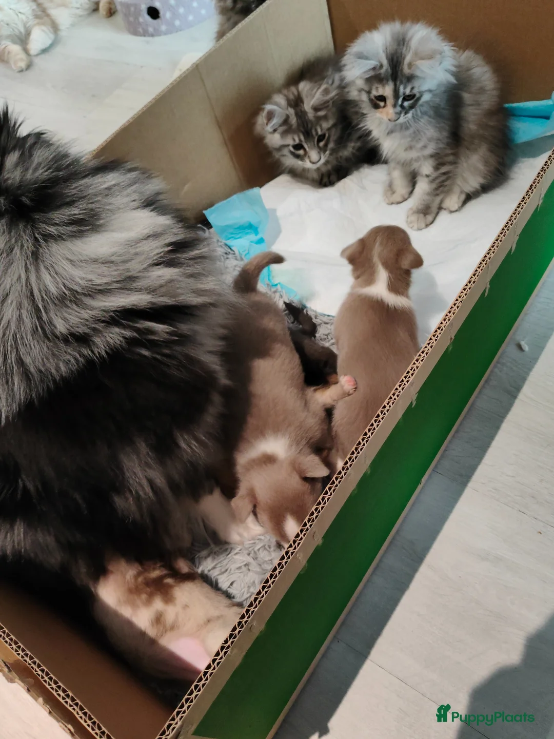 Pomchi honden te koop: Super lieve Pomchi pups  - Advertentie 2