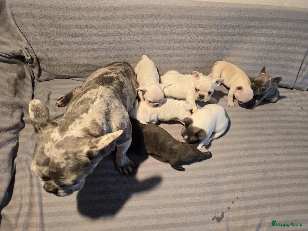 Franse Bulldog honden te koop: Knappe Franse buldogs enkele fluffy  - Advertentie 9