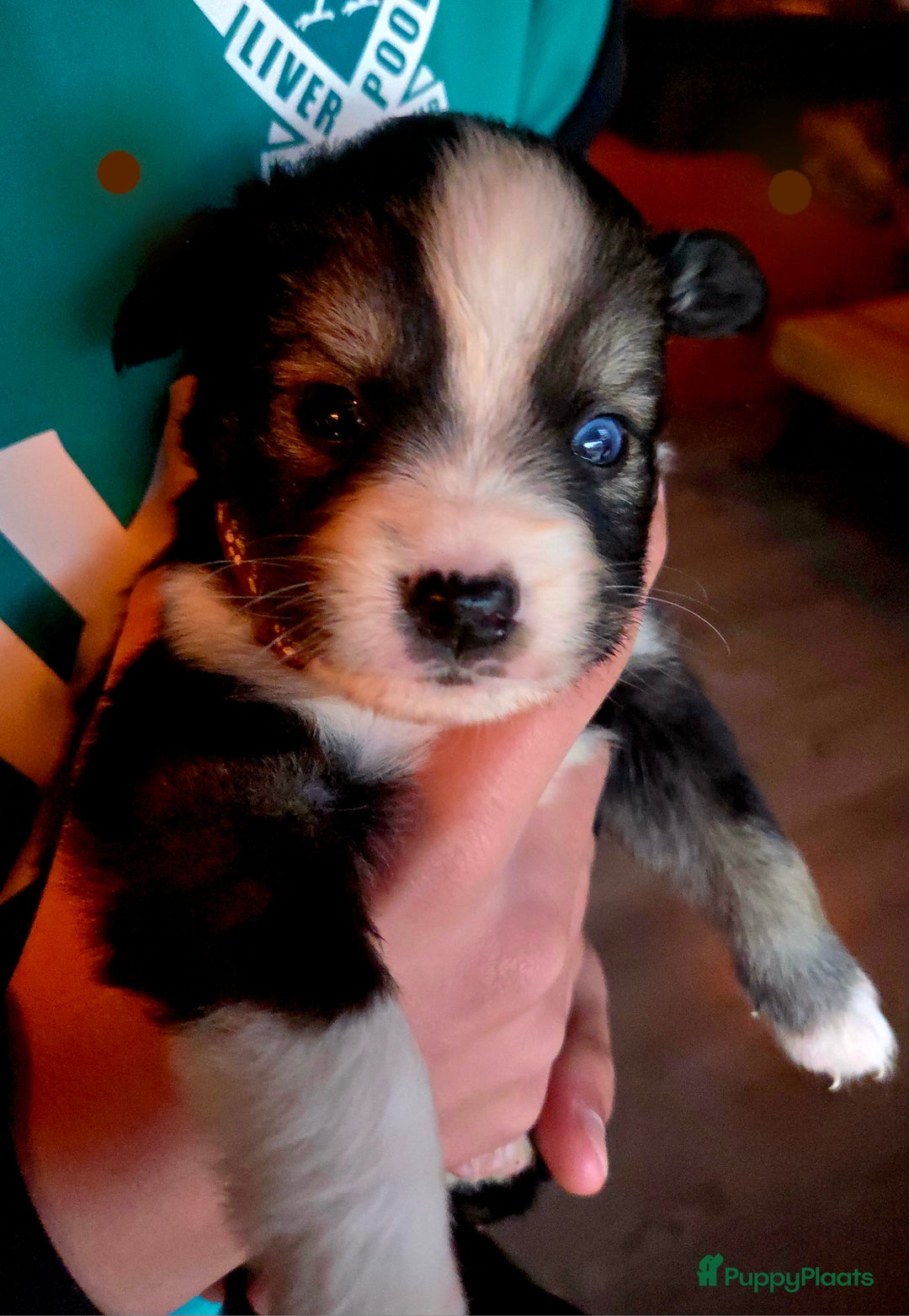 Kruising honden te koop: Kruising X Husky pups! Super mooi en leuk! - Advertentie 6