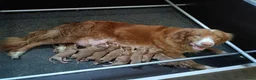 Nova Scotia Duck Tolling Retriever honden te koop: Nova Scotia Duck Tolling Retriever pups # Toller - Advertentie 28