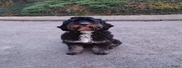Bailey