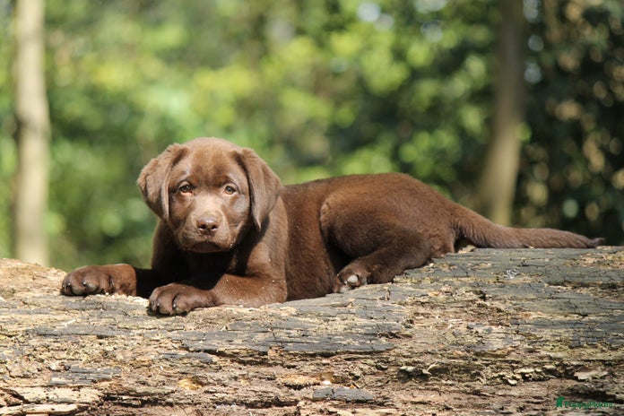Labrador Retriever honden - Advertentie 4