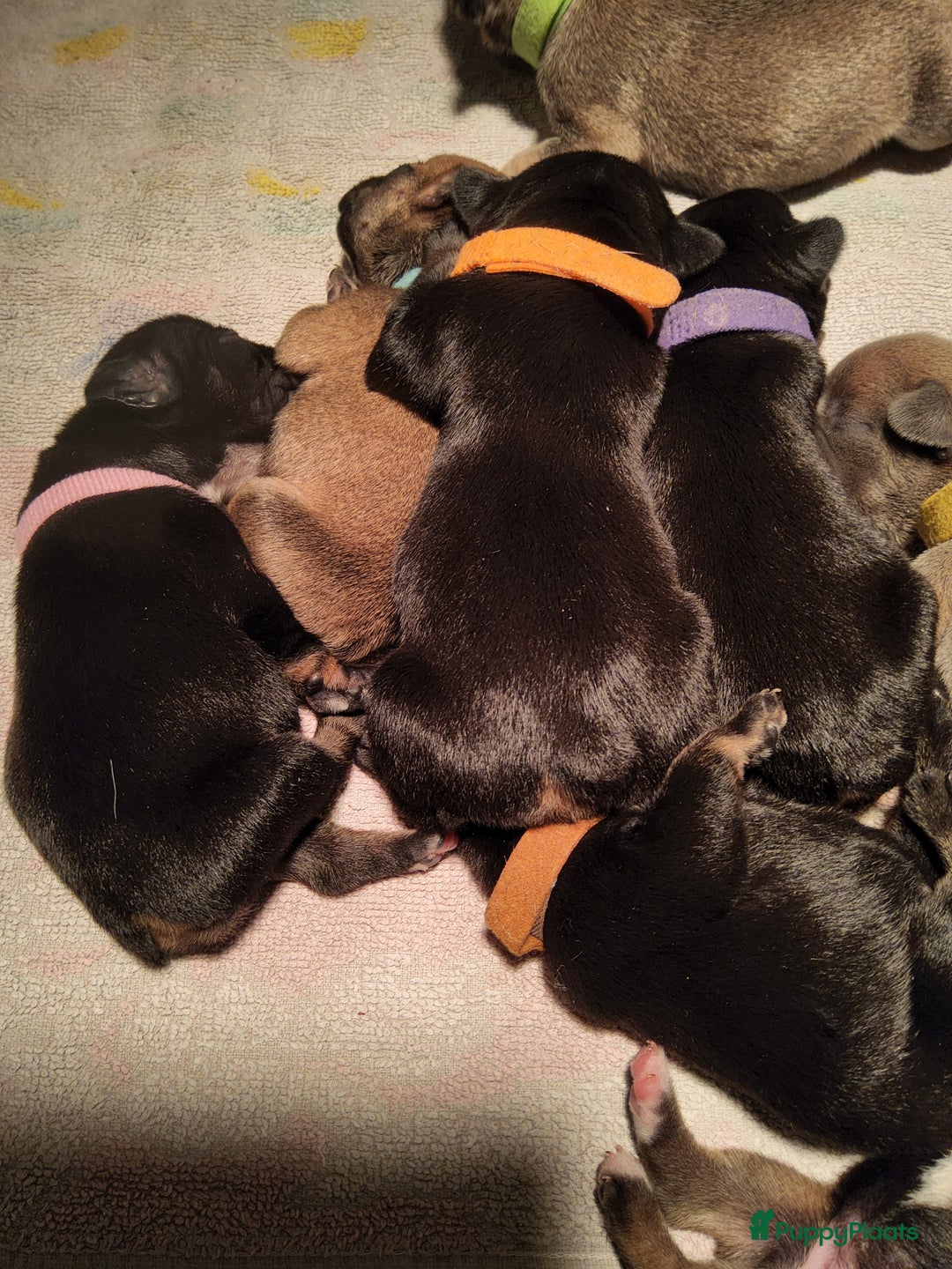 Franse Bulldog honden te koop: Fr bulldog puppy's uit geteste ouders - Advertentie 32