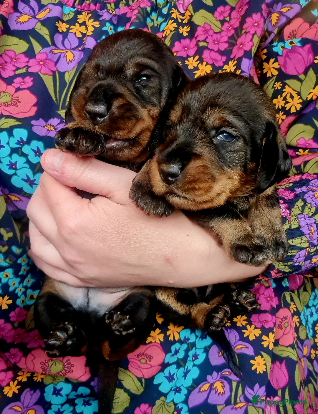 Ruwhaar Teckel honden te koop: Standaard ruwhaar teckel pups - Advertentie 1