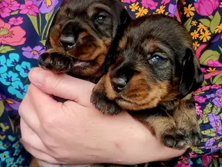 Ruwhaar Teckel honden Standaard ruwhaar teckel pups - Advertentie 1