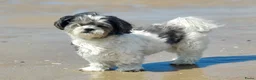 Kruising honden te koop: Schatjes van Boomerpups te koop - Advertentie 3