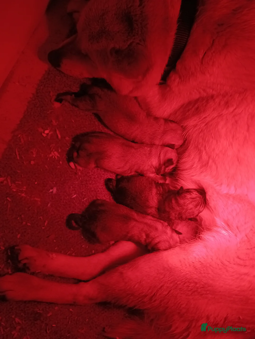 Shiba honden te koop: Shiba Inu pups beschikbaar  - Advertentie 11