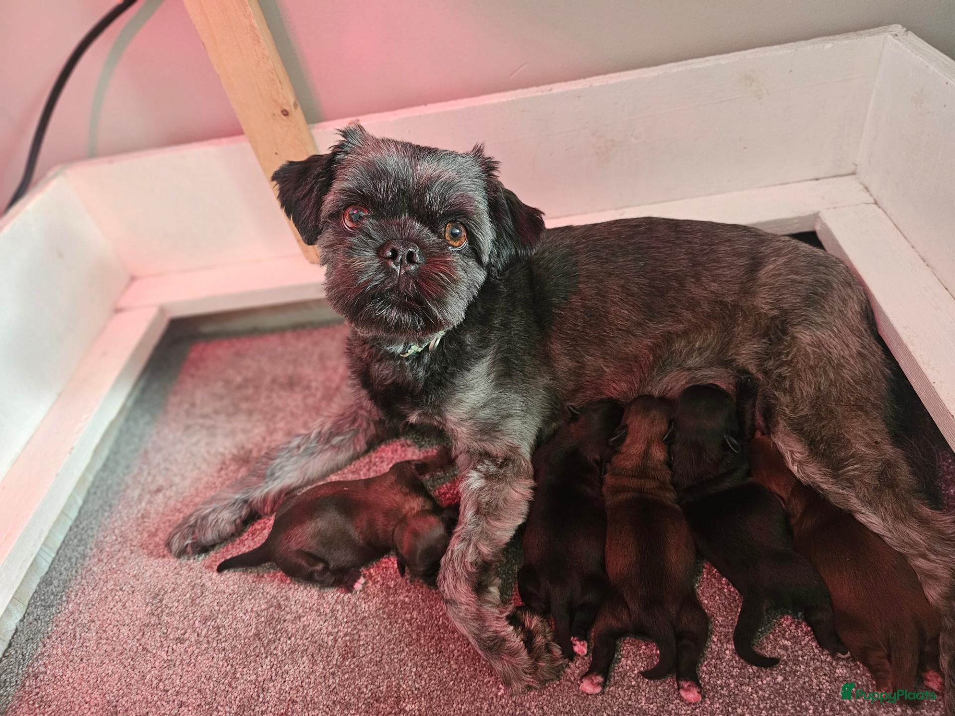 Boomer honden te koop: Prachtige boomer pups te koop  - Advertentie 1