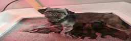 Boomer honden te koop: Prachtige boomer pups te koop  - Advertentie 1