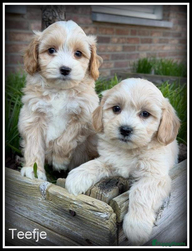 Maltipoo honden Maltipoo F1b pups - Advertentie 2