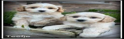 Maltipoo honden te koop: Maltipoo F1b pups - Advertentie 2