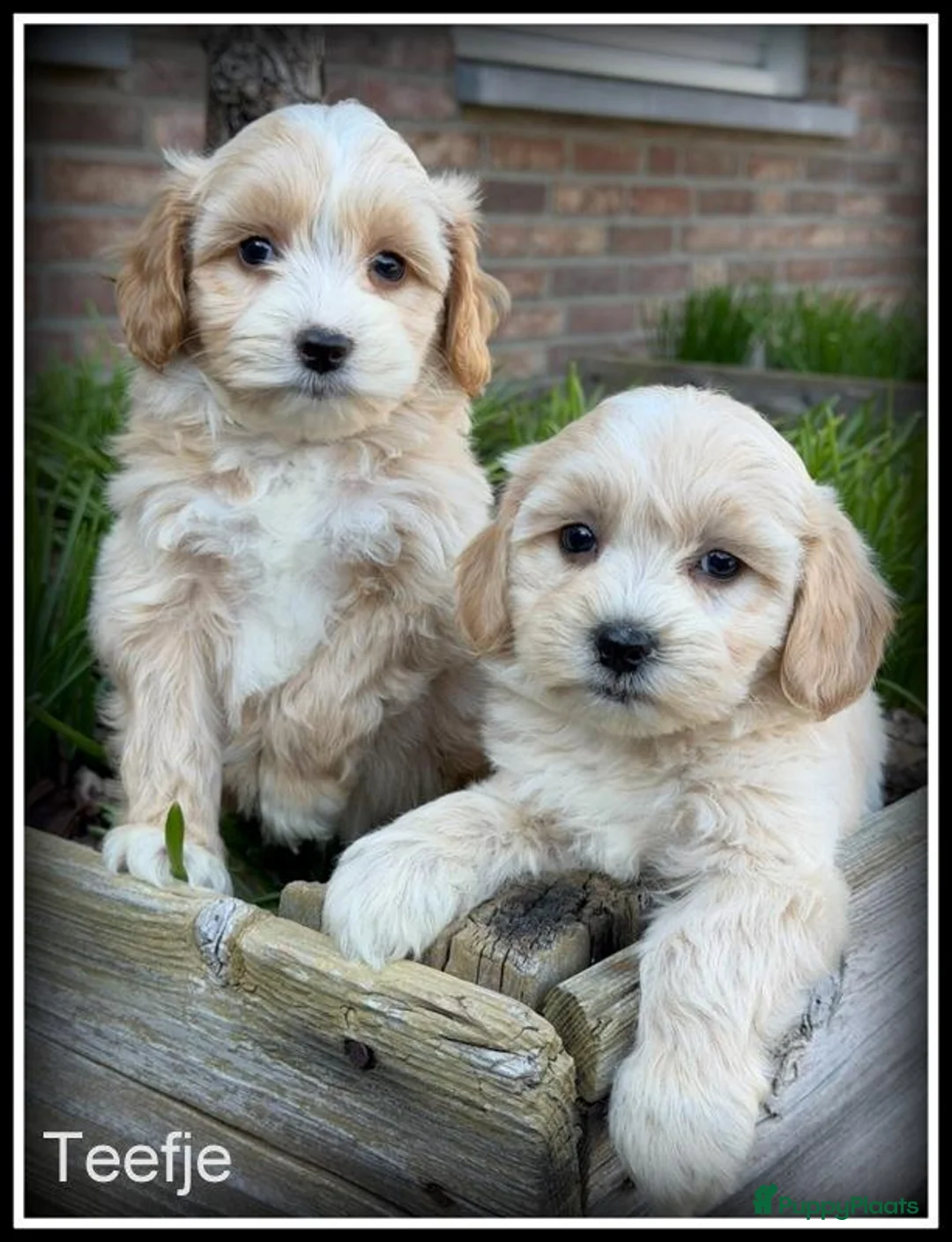 Maltipoo honden te koop: Maltipoo F1b pups - Advertentie 2