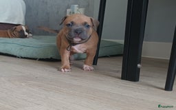 American Staffordshire Terriër honden te koop: beautiful Puppies for sale   - Afbeelding 11