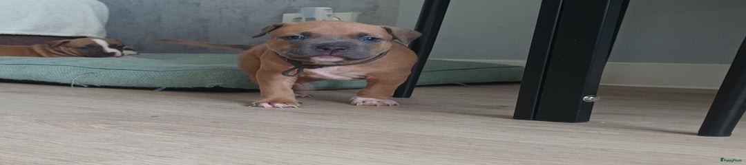 American Staffordshire Terriër Puppy 6