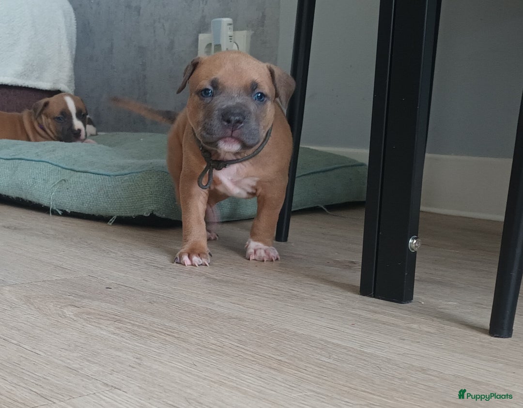American Staffordshire Terriër honden te koop: beautiful Puppies for sale   - Afbeelding 11