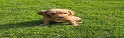Kruising honden te koop: Labradoodle pups kleine medium F3 abrikoos  - Advertentie 4