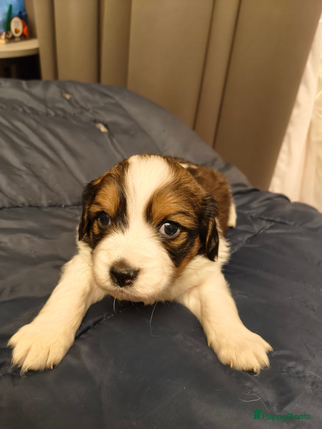 Kooikerhondje honden te koop: Lieve Kooikerpups beschikbaar reserveren nu  - Advertentie 10