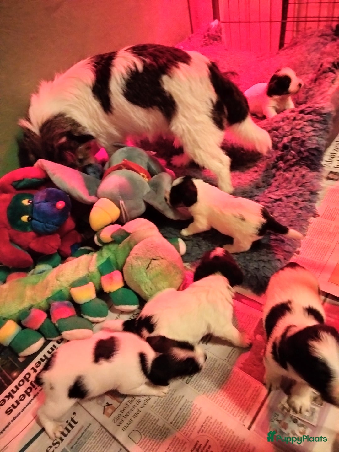 Jack Russel Terriër honden te koop: Jack Russell pups met stamboom - Advertentie 8