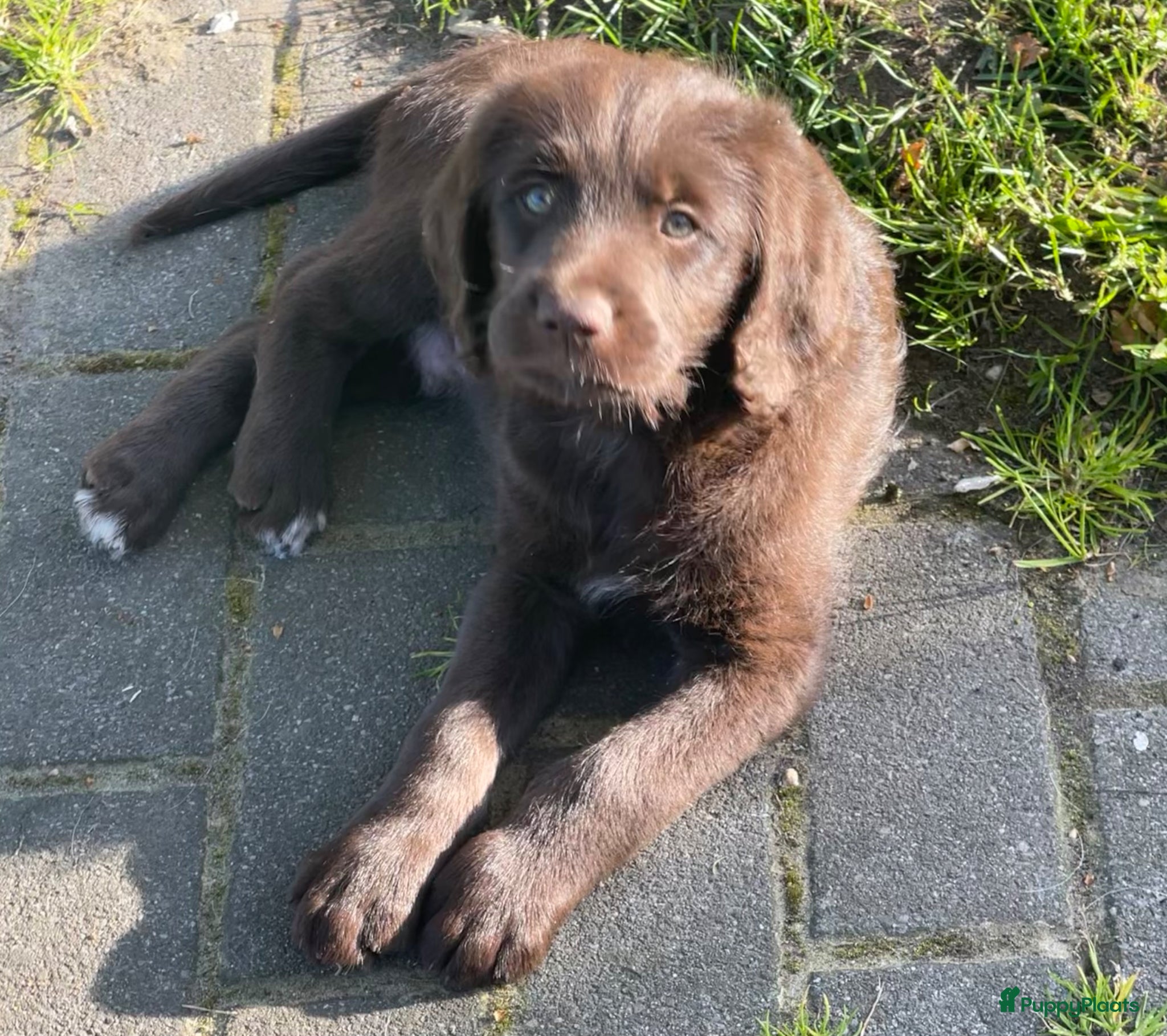 Labradoodle honden 2 van de 5 unieke Labradoodle bruin/wit aftekening - Advertentie 1