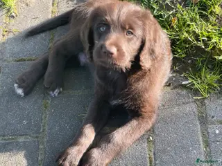 Labradoodle honden 2 van de 5 unieke Labradoodle bruin/wit aftekening - Advertentie 1