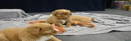 Nova Scotia Duck Tolling Retriever honden te koop: Speelse Nova Scotia Duck Tolling Retriever pups  - Advertentie 36