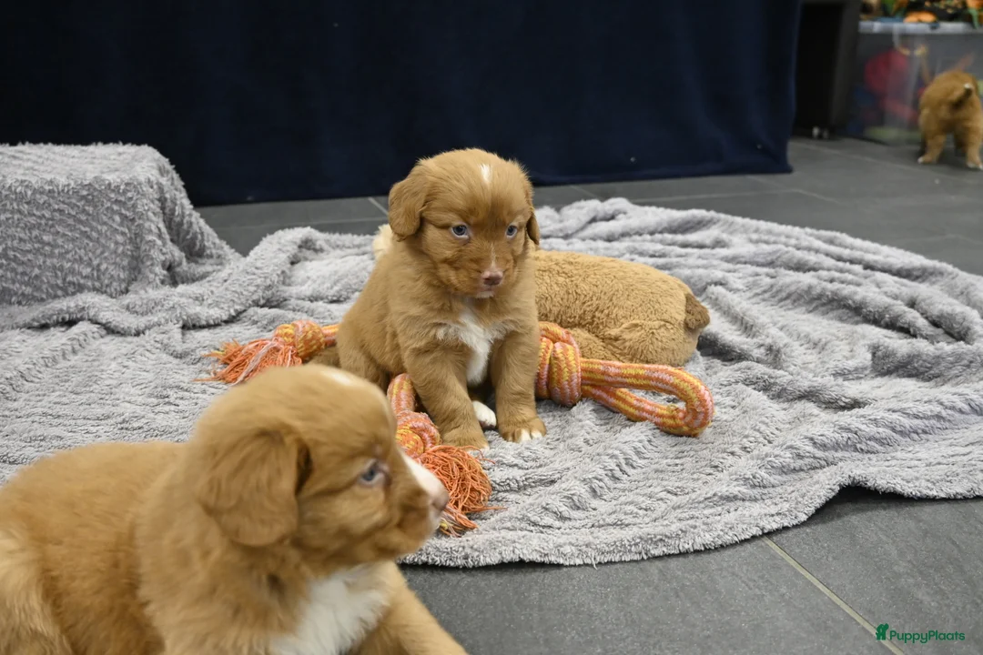 Nova Scotia Duck Tolling Retriever honden te koop: Speelse Nova Scotia Duck Tolling Retriever pups  - Advertentie 36