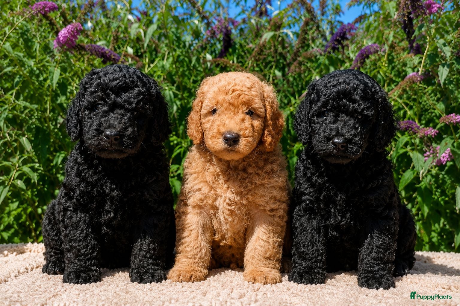 Labradoodle honden Nog 3 Prachtige multigen Labradoodles beschikbaar - Advertentie 1