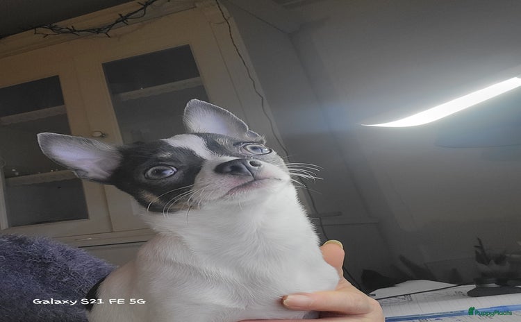 Chihuahua honden - Advertentie 4