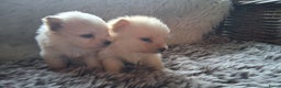 Pomchi honden te koop: Prachtige pomeriaan x pomchi's pups  - Advertentie 7