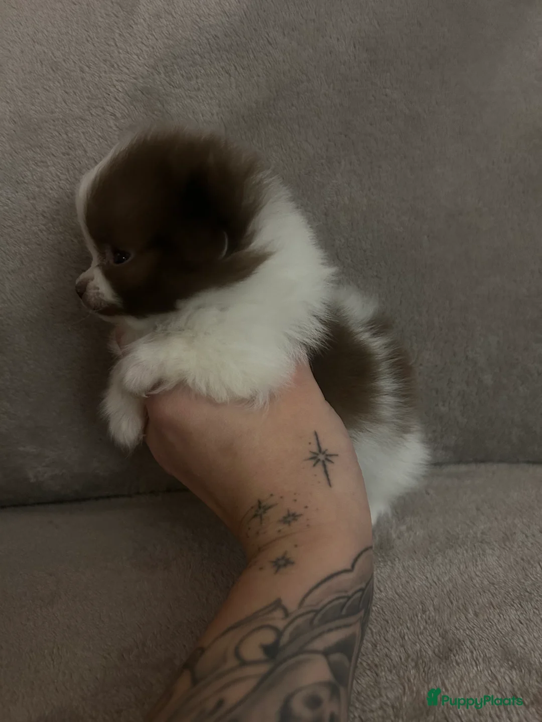 Pomchi honden te koop: Kleine pomchi pups 75% pomeranian 25% chihuahua - Advertentie 11
