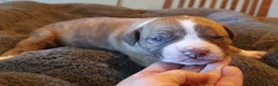 Amerikaanse Bulldog honden te koop: Mooie en gezonde Amerikaanse bulldog pups - Advertentie 4