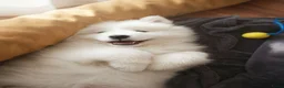 Samojeed honden te koop: Samojeed pups - Advertentie 2