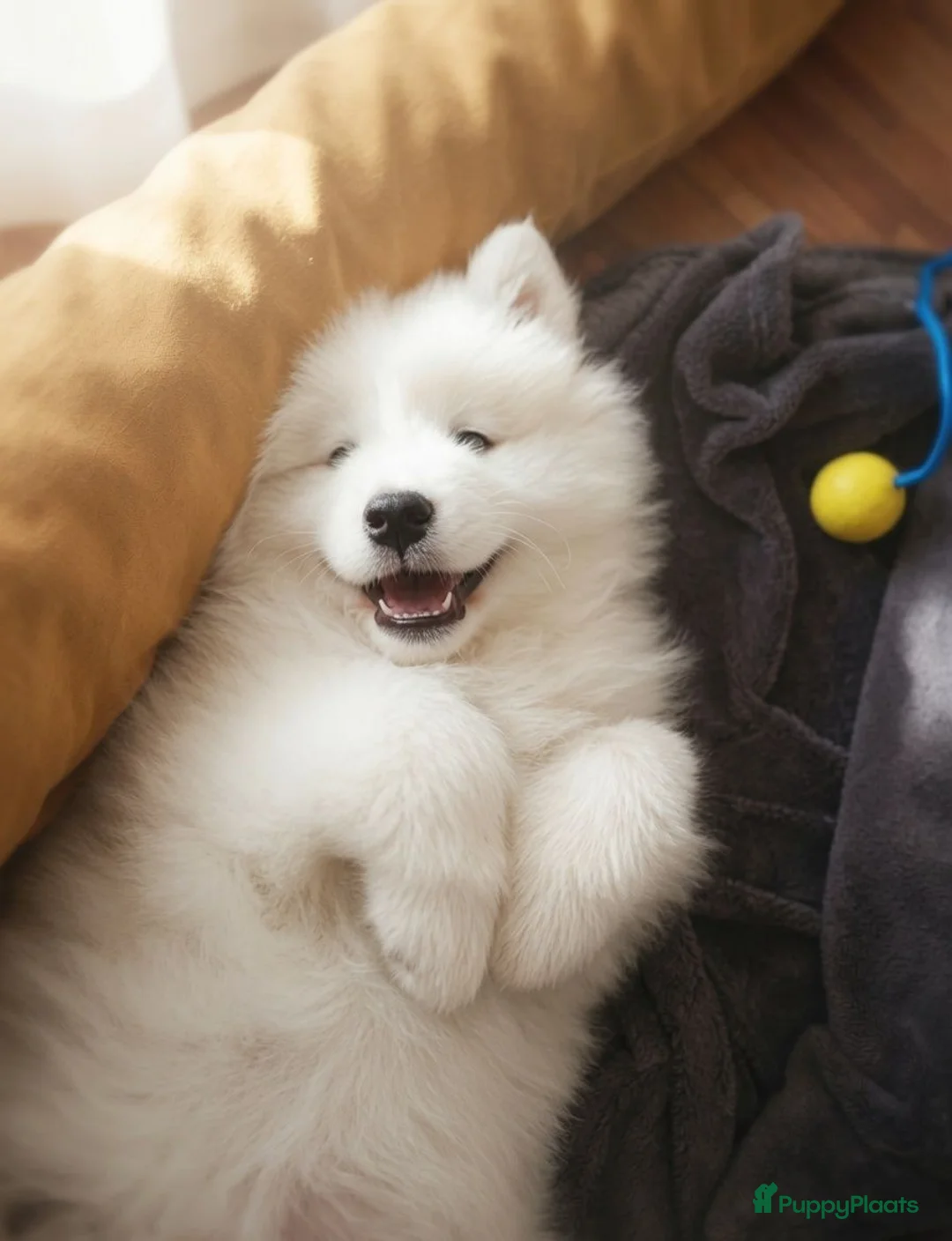 Samojeed honden te koop: Samojeed pups - Advertentie 2