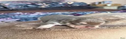 Franse Bulldog honden te koop: Mooi franse bulldog pups - Advertentie 4